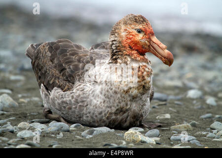 Südlicher Riesensturmvogel Stockfoto