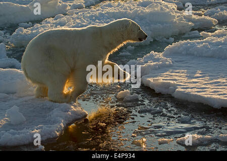 Eisbaer Auf Spitzbergen Stockfoto