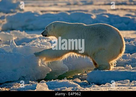 Eisbaer Auf Spitzbergen Stockfoto