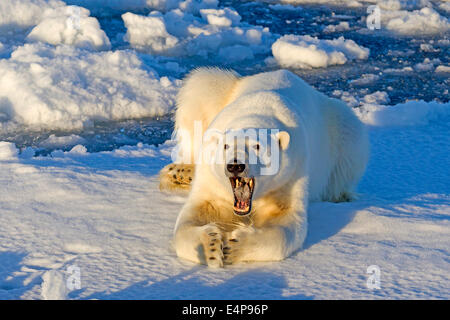 Eisbaer Auf Spitzbergen Stockfoto