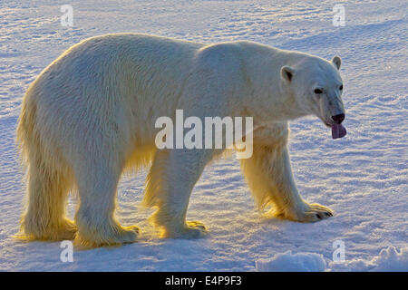 Eisbaer Auf Spitzbergen Stockfoto