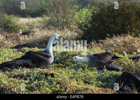 Albatrosse (Phoebastria Irrorata), winkte Insel Hispanola, Galapagos, Ecuador Stockfoto