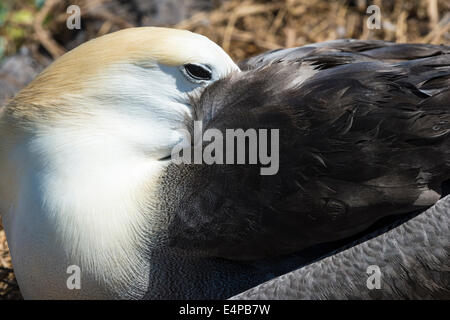 Winkte Albatross (Phoebastria Irrorata), Insel Hispanola, Galapagos, Ecuador Stockfoto