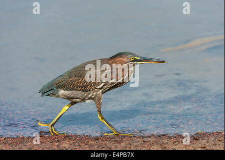 Gekerbten Heron (Butorides Striata) Stockfoto