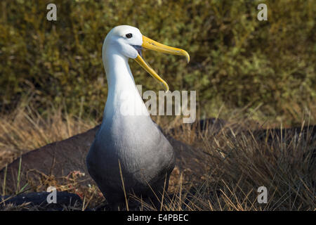 Winkte Albatross (Phoebastria Irrorata), Insel Hispanola, Galapagos, Ecuador Stockfoto