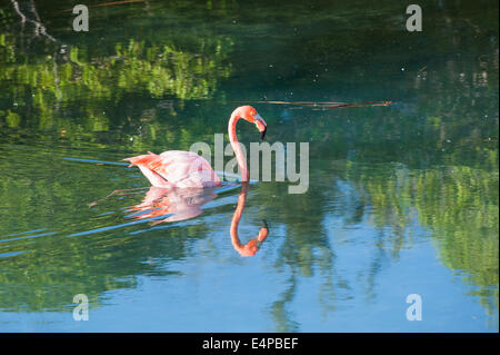 Mehr Flamingo oder American Flamingo (Phoenicopterus Ruber) schwimmen, Punta Morena, Isabela Island, Galapagos, Ecuador Stockfoto