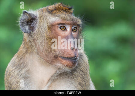 Long-tailed Macaque oder Krabben essen Makaken (Macaca Fascicularis), Thailand, Asien Stockfoto