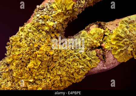 Nahaufnahme des goldenen gelb Foliose Flechten Xanthoria parietina (Gemeinsame orange oder gelb Maßstab Flechten) auf tote Asche Zweig auf schwarzem Hintergrund. Stockfoto