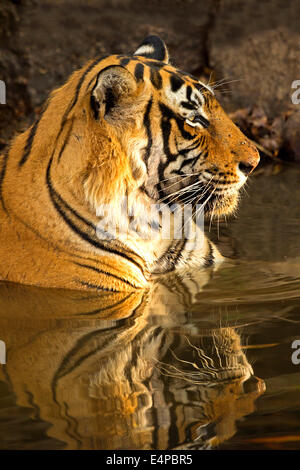 Indischer Tiger - Bengal-Tiger Stockfoto