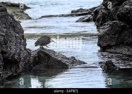 Lava Heron (Butorides Sundevalli), Genovesa Island, Galapagos, Ecuador Stockfoto