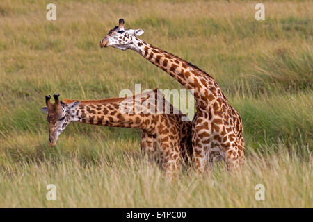 Massaigiraffe Stockfoto