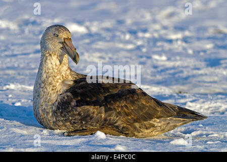 Südlicher Riesensturmvogel Stockfoto