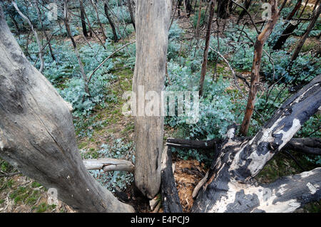 Wald von Polyanthemos Eukalyptusbäumen Regeneration nach einem Buschfeuer, Namadgi National Park, ACT, Australien Stockfoto