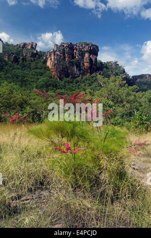 Lila Grevillea Blüte in der späten Regenzeit am Nourlangie Rock, Arnhemland, Anbangbang, Kakadu-Nationalpark Stockfoto