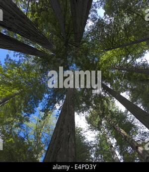 Blickte zu Redwood-Bäume im Redwood National Park Stockfoto