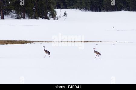 Kraniche auf Schnee im Yellowstone National Park Stockfoto