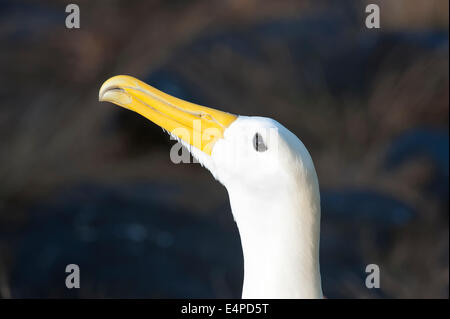 Winkte Albatross (Phoebastria Irrorata), Insel Hispanola, Galapagos, Ecuador Stockfoto