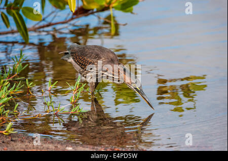 Gekerbten Heron (Butorides Striata) Stockfoto