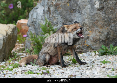 Europäischer roter Fuchs (Vulpes Vulpes) versucht, einen Knochen aus seinen Mund, Portugal, Europa zu entfernen Stockfoto