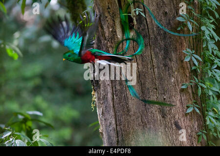 Resplendent Quetzal (Pharomachrus Mocinno), Männchen im Flug, El Triunfo Biosphären-Reservat, Chiapas, Mexiko Stockfoto