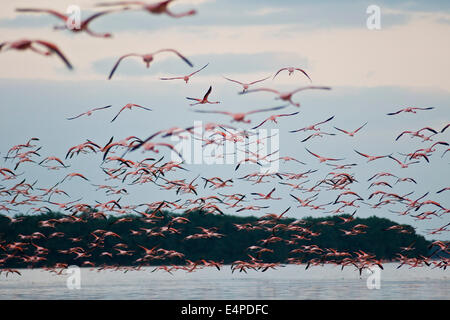 Amerikanische Flamingos (Phoenicopterus Ruber), Celestun-Biosphären-Reservat, Celestun, Yucatan, Mexiko Stockfoto