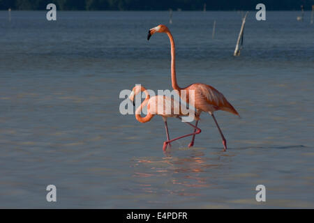 Amerikanische Flamingos (Phoenicopterus Ruber), Celestun-Biosphären-Reservat, Celestun, Yucatan, Mexiko Stockfoto