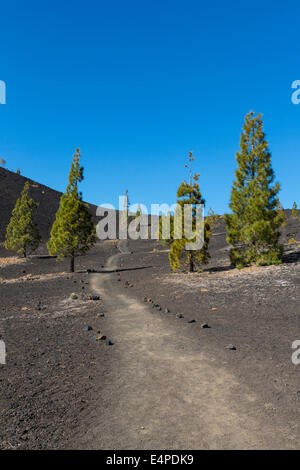 Trail zu Samara Vulkan, 1938m, vulkanische Landschaft mit kanarischen Kiefern (Pinus Canariensis), Teide-Nationalpark Stockfoto