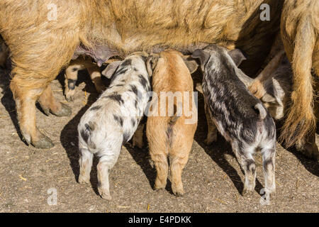 Zwei Mangalitza Schweine und ein schwarz gefleckt Turopolje Schwein (Sus Scrofa Domestica), Ferkel, Spanferkel, Tirol, Österreich Stockfoto