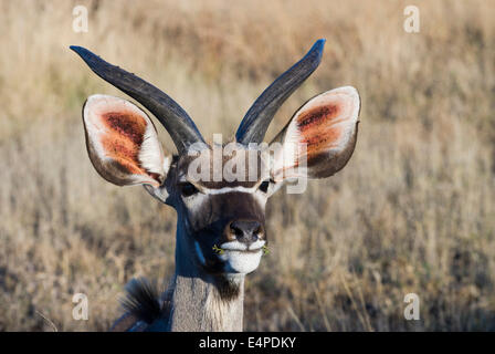 Große Kudu (Tragelaphus Strepsiceros), Stier, junges Tier, Krüger Nationalpark, Südafrika Stockfoto