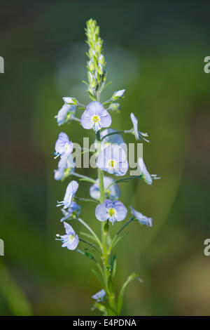 Enzian-Ehrenpreis (Veronica Gentianoides), blühend, Thüringen, Deutschland Stockfoto