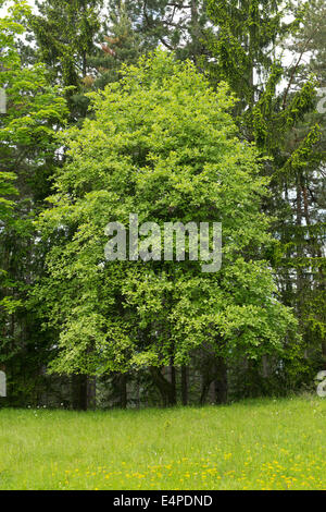 Gemeinsamen Mehlbeere (Sorbus Aria), Thüringen, Deutschland Stockfoto