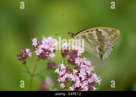 Silber-washed Fritillary (Argynnis Paphia f Valesina), Weiblich, grün-grau Form, Thüringen, Deutschland Stockfoto