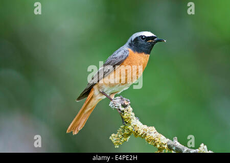 Gartenrotschwanz (Phoenicurus Phoenicurus), Männlich, Baden-Württemberg, Deutschland Stockfoto