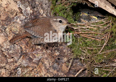 Eurasische Zaunkönig (Troglodytes Troglodytes) am Nest mit Jungvögeln, Baden-Württemberg, Deutschland Stockfoto