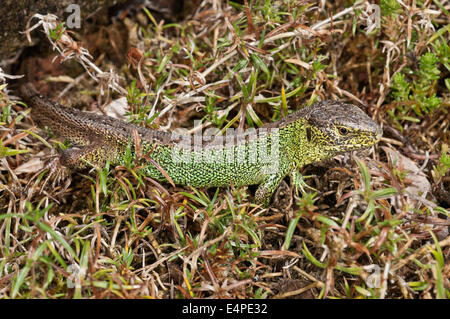 Sand-Eidechse (Lacerta Agilis), Männlich, Aalen, Baden-Württemberg, Deutschland Stockfoto