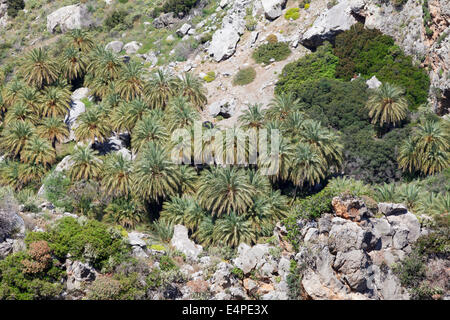 Palmencanyon in Preveli, Rethymno, Kreta, Griechenland Stockfoto