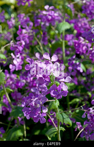 LUNARIA Annua - Einjähriges Silberblatt Stockfoto