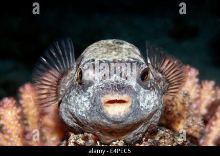 Maskierte Kugelfisch (Arothron Diadematus) auf Korallen, Rotes Meer, Ägypten Stockfoto