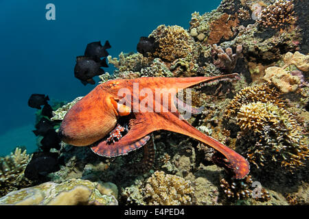 Gemeinsame Krake (Octopus Vulgaris), an einem Korallenriff, Rotes Meer, Ägypten Stockfoto