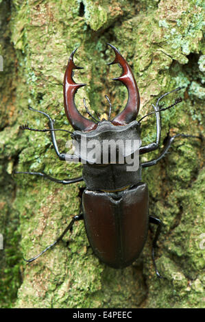 Hirschkäfer (Lucanus Cervus), Männlich, Diersfordter Wald, Nordrhein-Westfalen, Deutschland Stockfoto