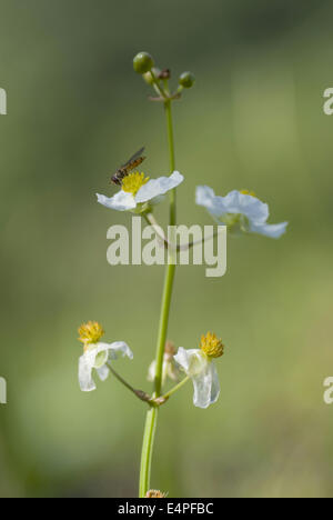 Europäische Wasser-Wegerich, Alisma Plantago-aquatica Stockfoto