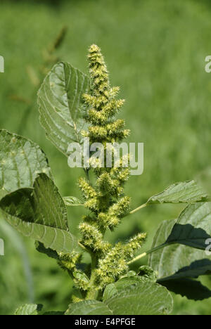 rot-Wurzel Amaranth, Amaranthus retroflexus Stockfoto