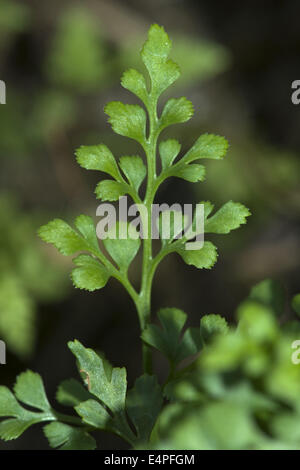 Wand-Rue, Asplenium Ruta-muraria Stockfoto