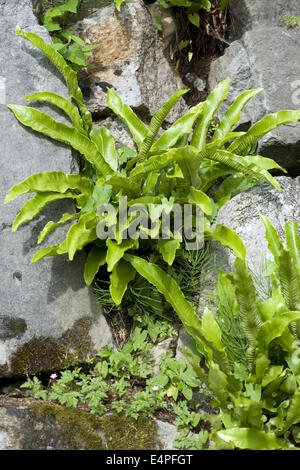 Hart's-Tongue Farn, Asplenium scolopendrium Stockfoto