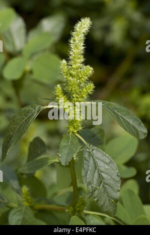 grüner Amarant, Amaranthus powellii Stockfoto