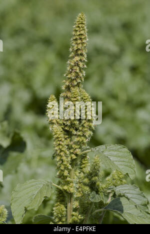 rot-Wurzel Amaranth, Amaranthus retroflexus Stockfoto