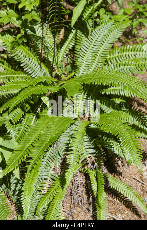 Hirsch-Farn, Blechnum spicant Stockfoto