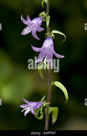kriechende Glockenblume, Campanula rapunculoides Stockfoto