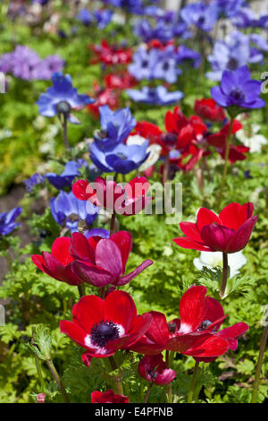 Anemone Coronaria De Caen Gruppe Stockfoto