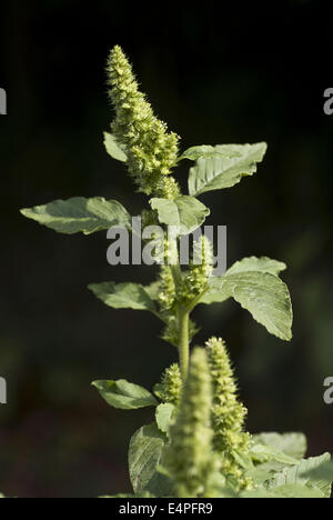 rot-Wurzel Amaranth, Amaranthus retroflexus Stockfoto